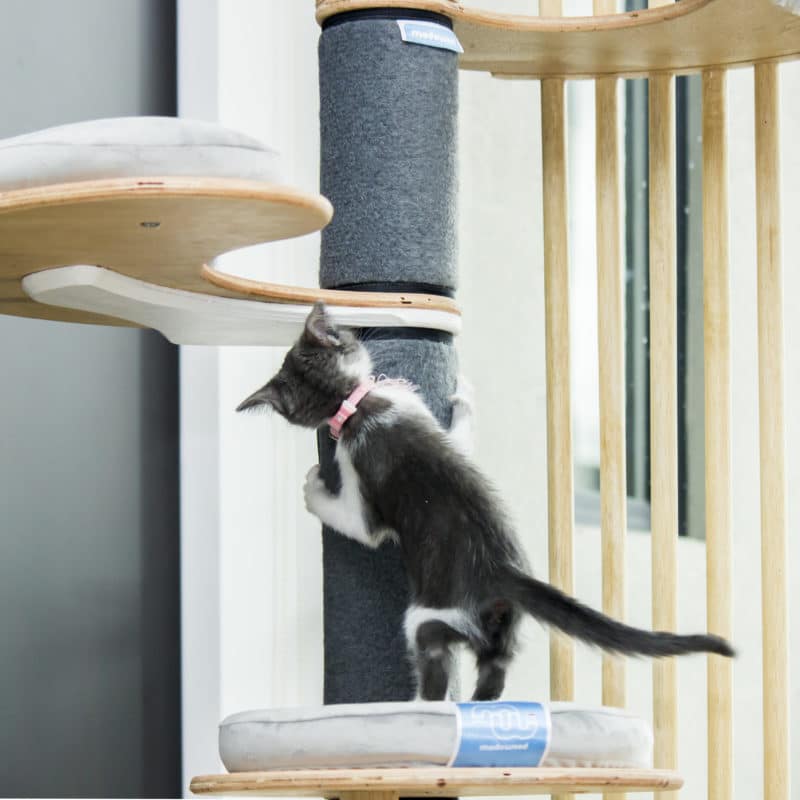 Gimnasio moderno para gatos cheap