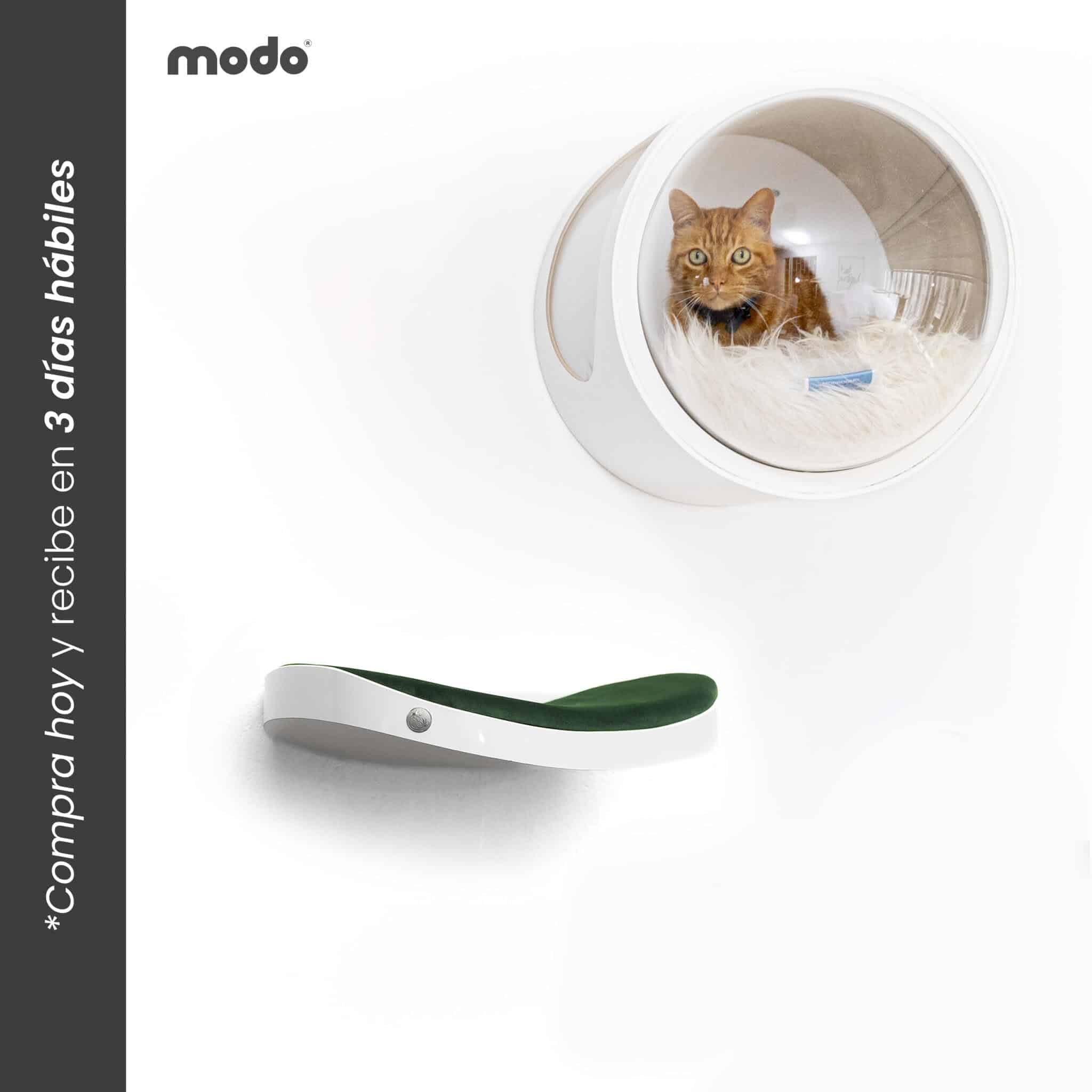 Set Repimodo
